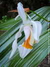 Coelogyne Memoria W.Micholitz, white flowering orchid, organically grown tropical plants and orchids for sale at TOMs FLOWer CLUB.