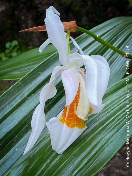 Coelogyne Memoria W.Micholitz, white flowering orchid, organically grown tropical plants and orchids for sale at TOMs FLOWer CLUB.