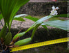 Coelogyne Memoria W.Micholitz, white flowering orchid, organically grown tropical plants and orchids for sale at TOMs FLOWer CLUB.