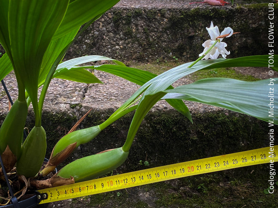 Coelogyne Memoria W.Micholitz, white flowering orchid, organically grown tropical plants and orchids for sale at TOMs FLOWer CLUB.