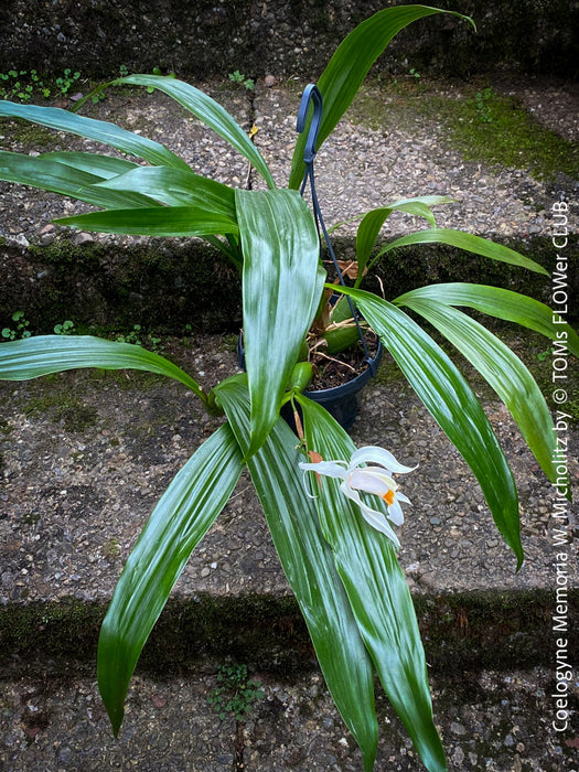 Coelogyne Memoria W.Micholitz, white flowering orchid, organically grown tropical plants and orchids for sale at TOMs FLOWer CLUB.