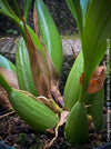 Coelogyne Memoria W.Micholitz, white flowering orchid, organically grown tropical plants and orchids for sale at TOMs FLOWer CLUB.