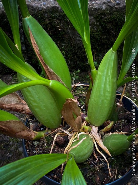 Coelogyne Memoria W.Micholitz, white flowering orchid, organically grown tropical plants and orchids for sale at TOMs FLOWer CLUB.