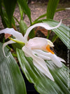 Coelogyne Memoria W.Micholitz, white flowering orchid, organically grown tropical plants and orchids for sale at TOMs FLOWer CLUB.