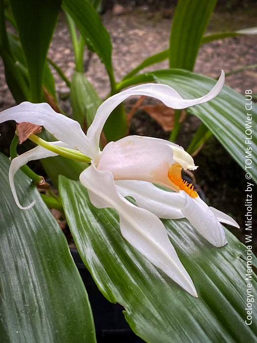 Coelogyne Memoria W.Micholitz, white flowering orchid, organically grown tropical plants and orchids for sale at TOMs FLOWer CLUB.