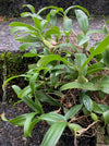 Coelogyne Ovalis, organically grown tropical plants and orchids for sale at TOMs FLOWer CLUB.