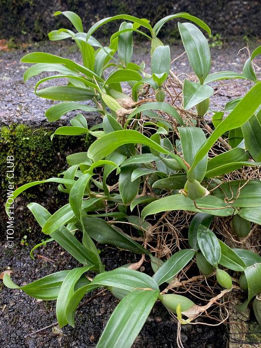 Coelogyne Ovalis, organically grown tropical plants and orchids for sale at TOMs FLOWer CLUB.