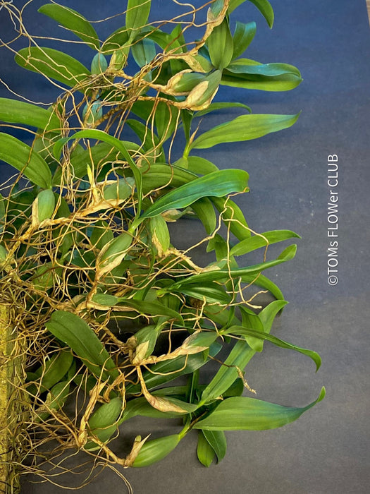 Coelogyne Ovalis, organically grown tropical plants and orchids for sale at TOMs FLOWer CLUB.