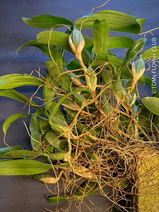 Coelogyne Ovalis, organically grown tropical plants and orchids for sale at TOMs FLOWer CLUB.