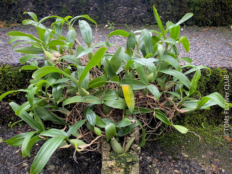 Coelogyne Ovalis, organically grown tropical plants and orchids for sale at TOMs FLOWer CLUB.