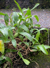 Coelogyne Ovalis, organically grown tropical plants and orchids for sale at TOMs FLOWer CLUB.