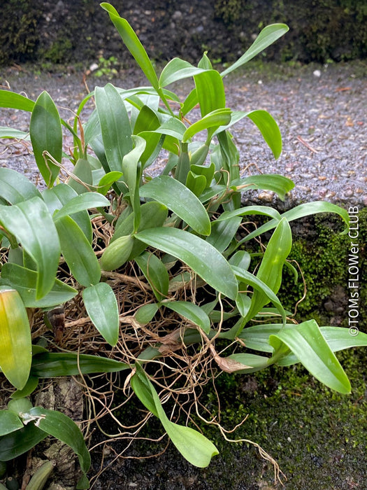 Coelogyne Ovalis, organically grown tropical plants and orchids for sale at TOMs FLOWer CLUB.