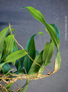 Coelogyne Ovalis, organically grown tropical plants and orchids for sale at TOMs FLOWer CLUB.