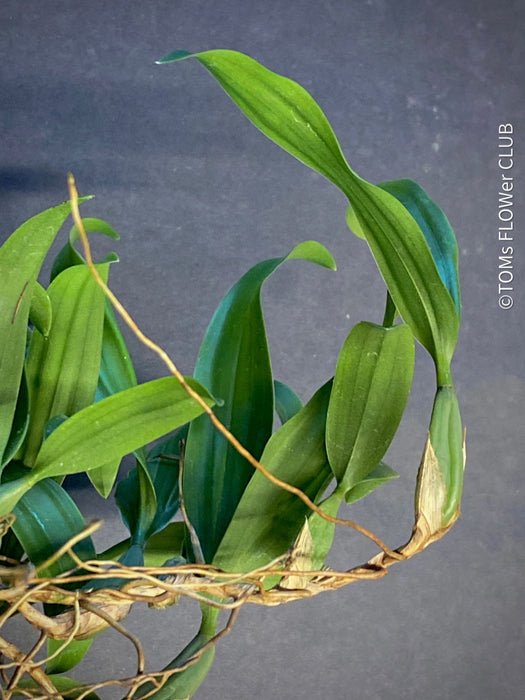 Coelogyne Ovalis, organically grown tropical plants and orchids for sale at TOMs FLOWer CLUB.