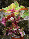 Solenostemon scutellarioides, Coleus, Colourful nettle, organically grown tropical plants for sale at TOMs FLOWer CLUB.