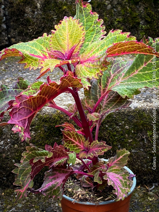 Solenostemon scutellarioides, Coleus, Colourful nettle, organically grown tropical plants for sale at TOMs FLOWer CLUB.