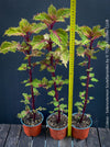 Solenostemon scutellarioides, Coleus, Colourful nettle, organically grown tropical plants for sale at TOMs FLOWer CLUB.