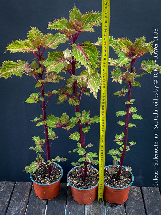 Solenostemon scutellarioides, Coleus, Colourful nettle, organically grown tropical plants for sale at TOMs FLOWer CLUB.