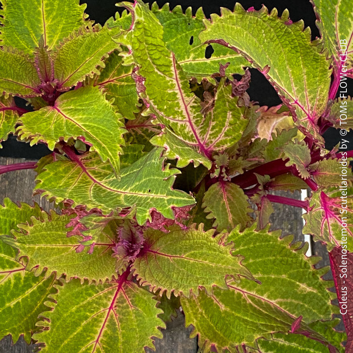 Coleus - Solenostemon Scutellarioides - Spurflower