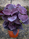 Solenostemon scutellarioides, Burgundy Coleus, Colourful nettle, organically grown tropical plants for sale at TOMs FLOWer CLUB.