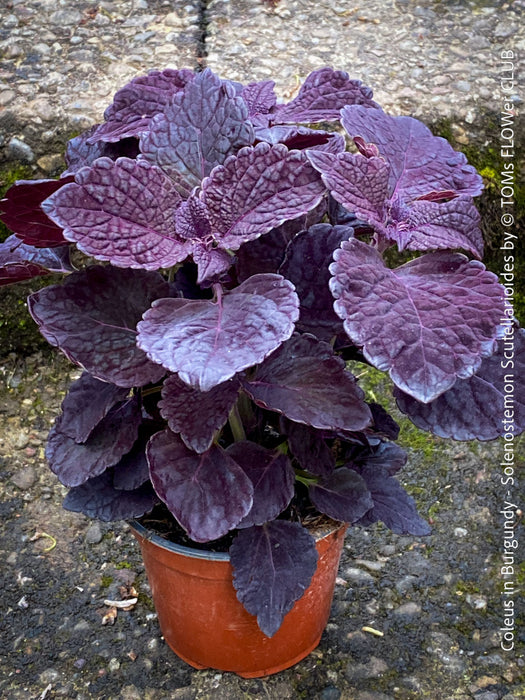 Solenostemon scutellarioides, Burgundy Coleus, Colourful nettle, organically grown tropical plants for sale at TOMs FLOWer CLUB.