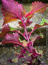 Solenostemon scutellarioides, Coleus, Colourful nettle, organically grown tropical plants for sale at TOMs FLOWer CLUB.