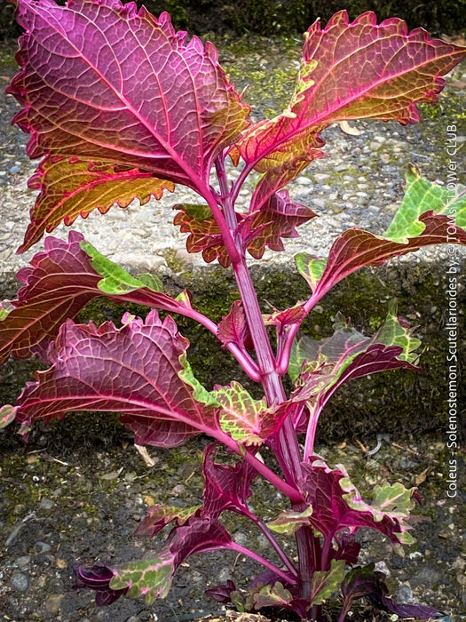 Solenostemon scutellarioides, Coleus, Colourful nettle, organically grown tropical plants for sale at TOMs FLOWer CLUB.