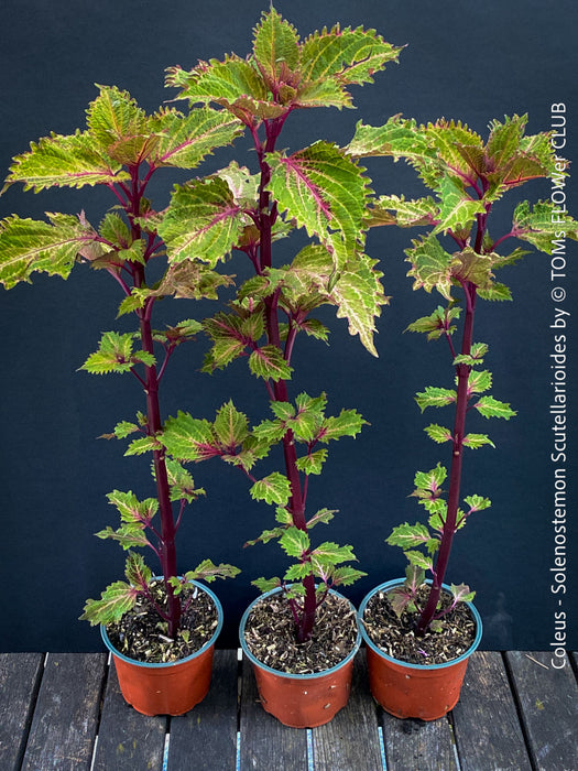 Solenostemon scutellarioides, Coleus, Colourful nettle, organically grown tropical plants for sale at TOMs FLOWer CLUB.