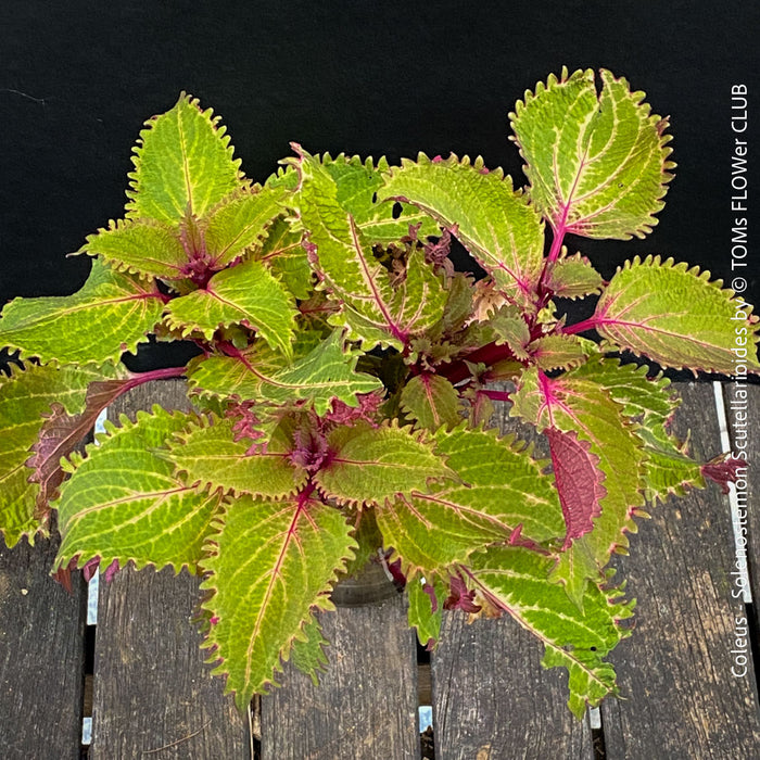 Coleus - Solenostemon Scutellarioides - Spurflower