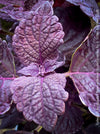 Solenostemon scutellarioides, Burgundy Coleus, Colourful nettle, organically grown tropical plants for sale at TOMs FLOWer CLUB.