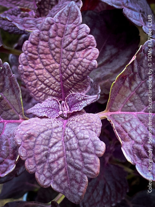 Solenostemon scutellarioides, Burgundy Coleus, Colourful nettle, organically grown tropical plants for sale at TOMs FLOWer CLUB.
