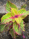 Solenostemon scutellarioides, Coleus, Colourful nettle, organically grown tropical plants for sale at TOMs FLOWer CLUB.