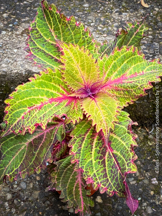 Solenostemon scutellarioides, Coleus, Colourful nettle, organically grown tropical plants for sale at TOMs FLOWer CLUB.