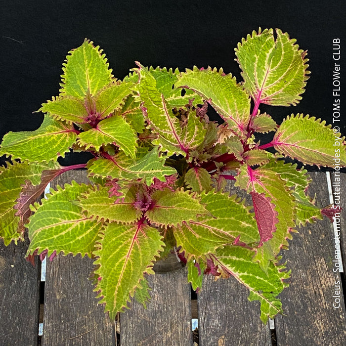 Coleus - Solenostemon Scutellarioides - Spurflower