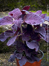 Solenostemon scutellarioides, Burgundy Coleus, Colourful nettle, organically grown tropical plants for sale at TOMs FLOWer CLUB.