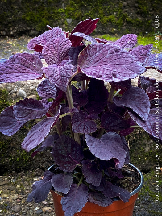 Solenostemon scutellarioides, Burgundy Coleus, Colourful nettle, organically grown tropical plants for sale at TOMs FLOWer CLUB.