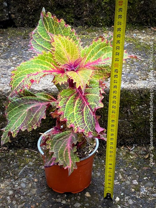 Solenostemon scutellarioides, Coleus, Colourful nettle, organically grown tropical plants for sale at TOMs FLOWer CLUB.