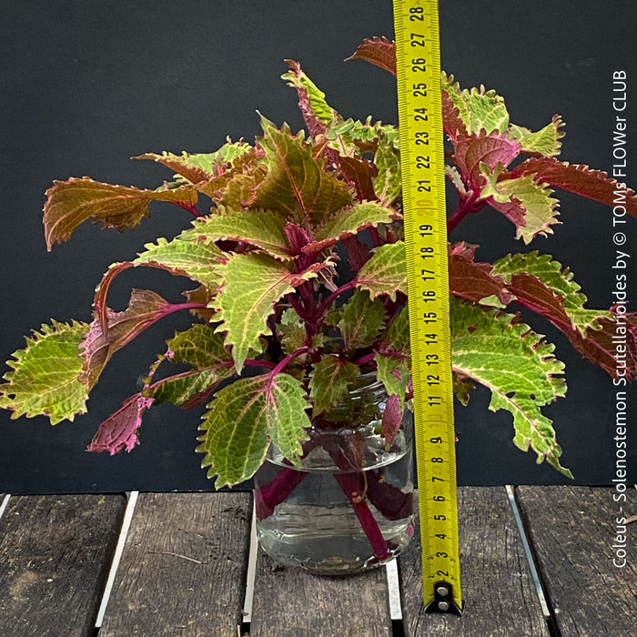 Coleus - Solenostemon Scutellarioides - Spurflower