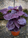 Solenostemon scutellarioides, Burgundy Coleus, Colourful nettle, organically grown tropical plants for sale at TOMs FLOWer CLUB.