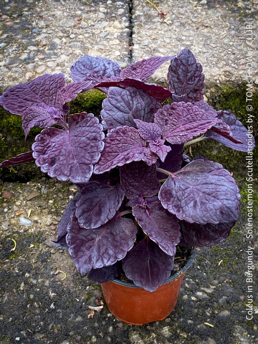 Solenostemon scutellarioides, Burgundy Coleus, Colourful nettle, organically grown tropical plants for sale at TOMs FLOWer CLUB.