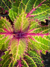 Solenostemon scutellarioides, Coleus, Colourful nettle, organically grown tropical plants for sale at TOMs FLOWer CLUB.