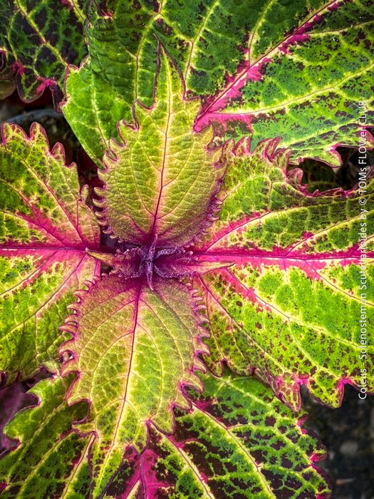 Solenostemon scutellarioides, Coleus, Colourful nettle, organically grown tropical plants for sale at TOMs FLOWer CLUB.