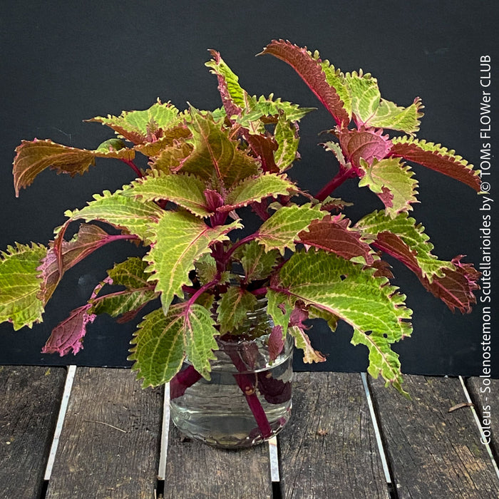 Coleus - Solenostemon Scutellarioides - Spurflower