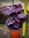 Solenostemon scutellarioides, Burgundy Coleus, Colourful nettle, organically grown tropical plants for sale at TOMs FLOWer CLUB.