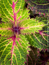 Solenostemon scutellarioides, Coleus, Colourful nettle, organically grown tropical plants for sale at TOMs FLOWer CLUB.