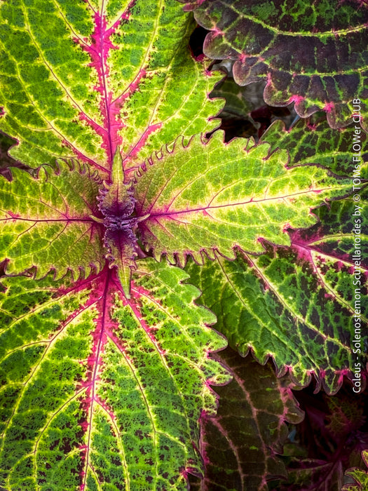 Solenostemon scutellarioides, Coleus, Colourful nettle, organically grown tropical plants for sale at TOMs FLOWer CLUB.