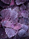 Solenostemon scutellarioides, Burgundy Coleus, Colourful nettle, organically grown tropical plants for sale at TOMs FLOWer CLUB.