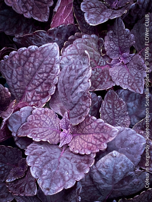 Solenostemon scutellarioides, Burgundy Coleus, Colourful nettle, organically grown tropical plants for sale at TOMs FLOWer CLUB.
