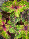 Solenostemon scutellarioides, Coleus, Colourful nettle, organically grown tropical plants for sale at TOMs FLOWer CLUB.