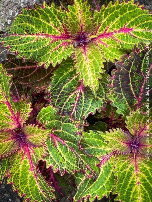 Solenostemon scutellarioides, Coleus, Colourful nettle, organically grown tropical plants for sale at TOMs FLOWer CLUB.